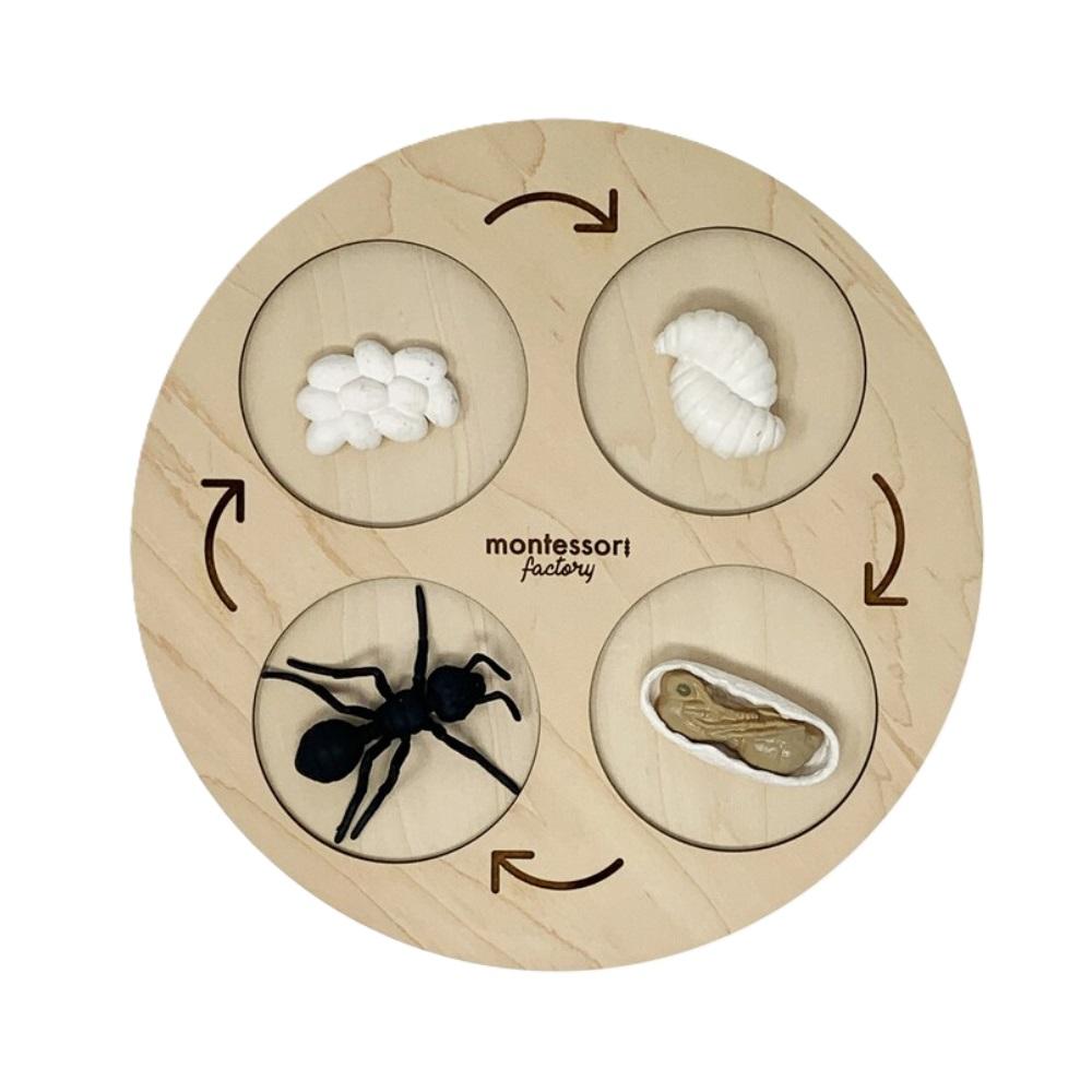 Montessori Montessori Factory Life Cycle Tray 4 Stages Black Ant