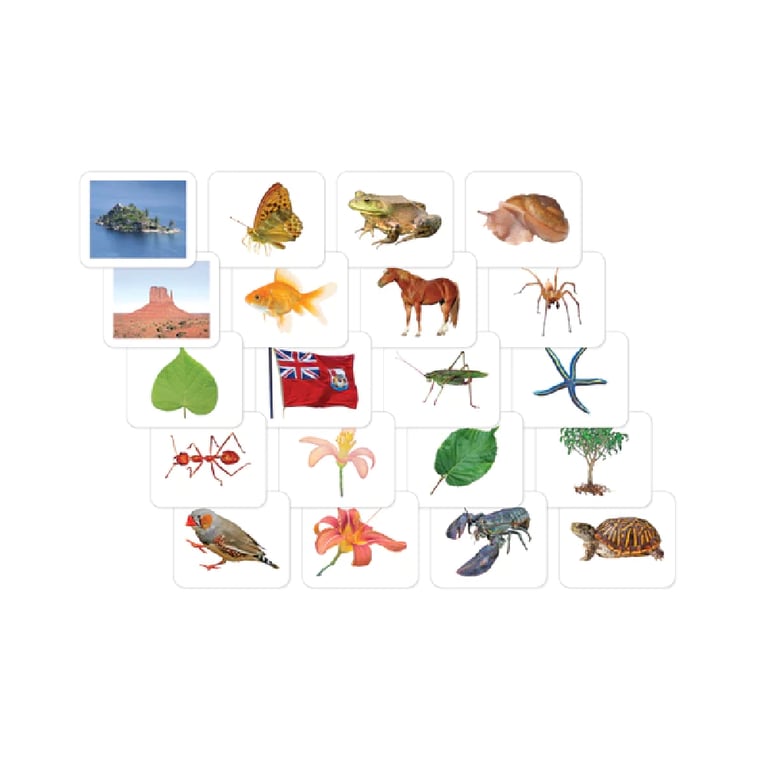 Montessori Maitri Learning Advanced Vocabulary Card Set 20