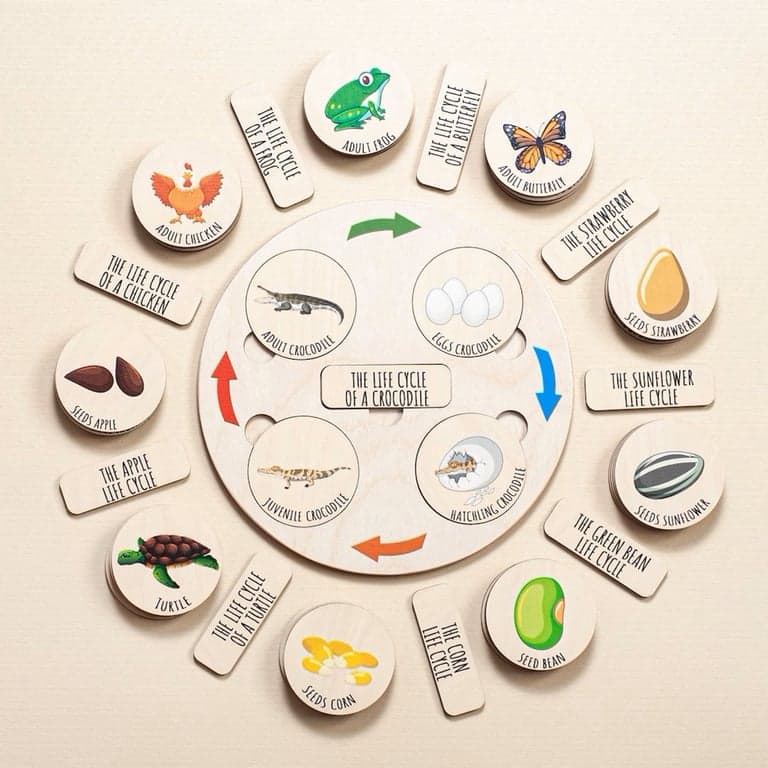 Montessori Fistik Puzzle Life Cycle Tray Puzzle Only